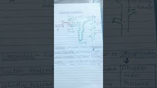 Nephron structure of nephron Nephron ki sanrachna unit of excretory system Nephron ka chitra [upl. by Gebelein]