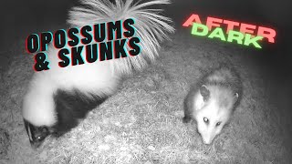 After Dark Mister Skunk and Milo the Opossum Snack Pals [upl. by Refynnej]