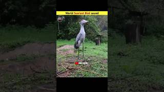 Terrifying Bird Calls in Nature that you wont believe😳 information knowledge facts [upl. by Otilia579]