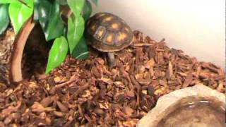 Red Foot Tortoise Setup and Care [upl. by Norret229]