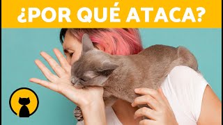 ¿Por qué mi GATO se ha vuelto AGRESIVO 🐱💥  5 Causas de la AGRESIVIDAD en GATOS [upl. by Aneleve784]