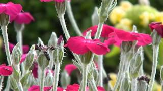 Lychnis coronaria [upl. by Swart]