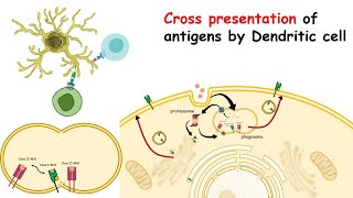 Antigen Processing and Presentation PART II MHC II Antigen Presentation Pathway FLImmuno26 [upl. by Trub]