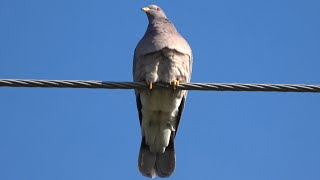 The Mellow Coo of The Bandtailed pigeon [upl. by Sydel739]