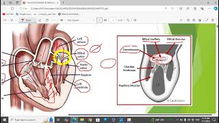 2Valvular Heart Disease [upl. by Michigan876]