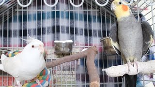 YOUR COCKATIEL WILL LOVE THIS  Male Cockatiel Singing Sounds [upl. by Enined]