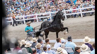 Massive ATM Selling at 2024 MidOhio Memorial Trotting Sale [upl. by Griswold]