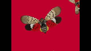 Spotted Lanternfly [upl. by Partridge887]