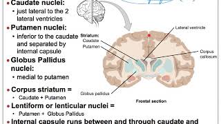 13E NS Brain Basal Nuclei Amygdala and Hippocampus Nuclei [upl. by Halda305]