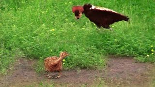 Birds Impressive Courtship Dance Moves Fail to Impress Partner [upl. by Lytsirhc236]