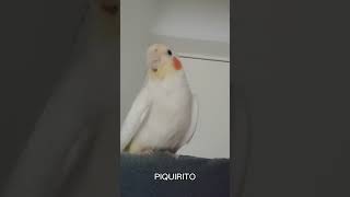 COCKATIEL SING Cucky addams family piquirito piquirito cacatua cockatiel cockatielsing [upl. by Hazeefah67]