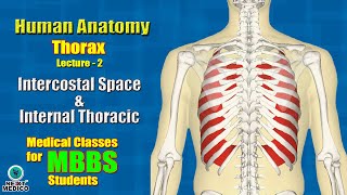 NEXT MEDICO 2022  MBBS  Thorax  Intercostal Space amp Internal Thoracic Artery Lecture  2 [upl. by Woodsum757]