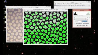 How to do Image Thresholding in ImageJ [upl. by Milks]