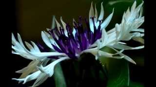 Centaurea Montana Purple Heart flower blooming timelapse [upl. by Corin]