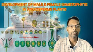 DEVELOPMENT OF MALE amp FEMALE GAMETOPHYTESEXUAL REPRODUCTION IN FLOWERING PLANTS CLASS 12 [upl. by De]