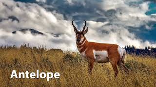 American Pronghorn Sounds [upl. by Polish560]