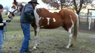 How to pick up your Horses feet safely and easily  stall13com videos [upl. by Etnecniv]