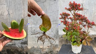 The kalanchoe pinnata leaves in the ground grow super fast thanks to this trick [upl. by Berglund700]