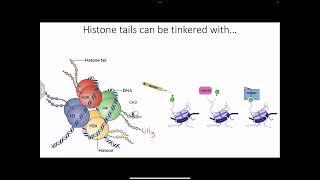 Biochem NBMESTEP 1 Review cell cycle cancer genetics transcription telomeres DNA repairMFM5 [upl. by Ecirtnom]