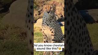 This is how cheetah sounds like shorts shortsfeed youtubeshorts [upl. by Rickard364]