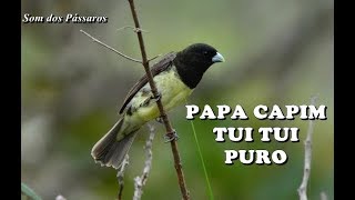 PAPA CAPIM TUI TUI PURO  TREINAMENTO [upl. by Silma]