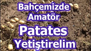 Basitçe Patates Nasıl Ekilir Patates Nasıl Yetişir [upl. by Hengel]