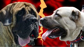 Kangal Shepherd Dog vs English Mastiff Fight  Who is more Stronger [upl. by Nylatsirhc]