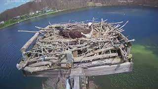 Crooked Lake Osprey Cam [upl. by Yllen]