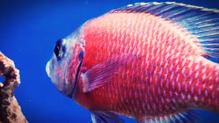 Copadichromis Borleyi Kadango Red Fin Borleyi African Cichlid tank boss 4k [upl. by Paulie]