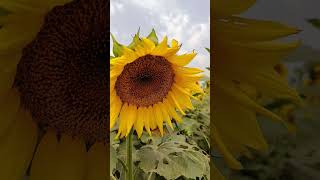 sunflower village farming agriculture field sunflower sunflowerfield villagelife [upl. by Baalbeer]