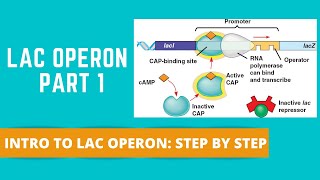 LAC OPERON PART 1 INTRO TO LAC OPERON [upl. by Ackler]