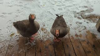 Toulouse Geese and Embden Goose Begging For Lettuce 🤣 [upl. by Cher333]