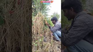 🌾Chhattisgarh culture 🌾cgfarmer shortsfeedviralvideo youtubeshorts shortvideo kheti ketibadi [upl. by Flinn]