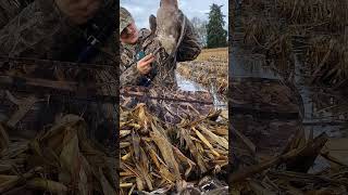 Banded Cackler goosehunting duclhuntimg waterfowlhunting oregonhunting hunting outdoors pnw [upl. by Mcgrody]