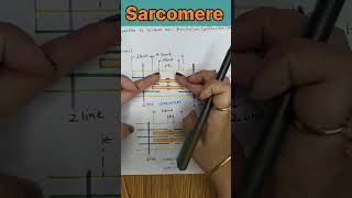 Sarcomere Structure and Functions shorts youtubeshorts [upl. by Nevets]