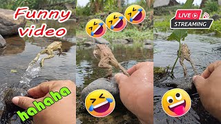 Catching frog funny for fun  funny animal video  cute frog jumping in river [upl. by Everest]