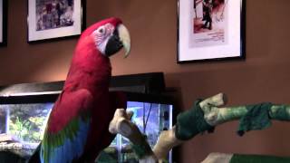 quotCupcakequot The Green Wing Macaw Talking [upl. by Vandervelde]