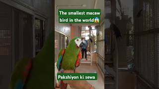 The smallest macaw bird in the world😱😲The world smallest macaw macaw pets shortsviral 🙏🙏 [upl. by Karlotte537]