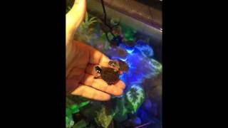 Two New Baby Painted Turtles showing what happens when you stick your hand in their turtle tank [upl. by Euqinu705]