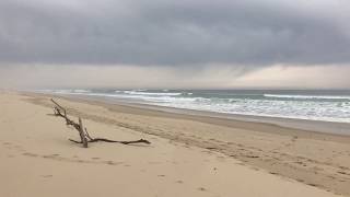 Biscarrosse plage  Les oiseaux [upl. by Narud762]