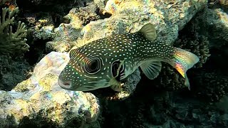 Whitespotted puffer fish Arothron hispidus eating corals 4K [upl. by Axia]