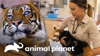 Los animales del zoológico de Australia van al veterinario  Los Irwin  Animal Planet [upl. by Cheng]