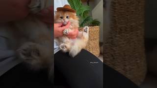 Kittens are a little cute creatures💕😻cute kitten [upl. by Trimble584]