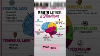 Brain lobes and its functions shorts ytshorts youtube [upl. by Dlawso]