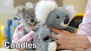 This baby koala loves his cuddly toy [upl. by Eened251]