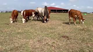 8 Hereford cows 0715  Cattle for sale [upl. by Wolbrom419]