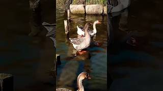 Cackling Swimming Geese 🪿 [upl. by Yerga]