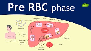 Plasmodium  Malaria Exoerythrocytic schizogony  Parasitology  Basic Science Series [upl. by Onig]