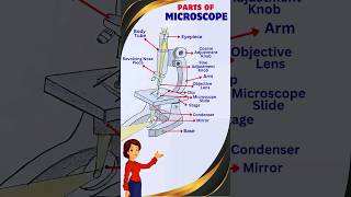 Parts of a Microscope  microscope science scientificinstrument [upl. by Molohs651]