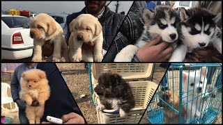 Wholesale Dog Market At Ludhiana Dog Show 27 January 2019 [upl. by Assilram]